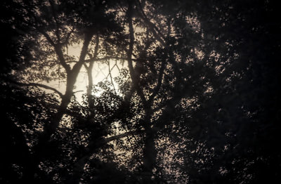 Misty Light through the Trees 