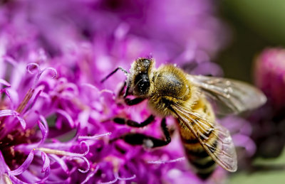 Pollinating 