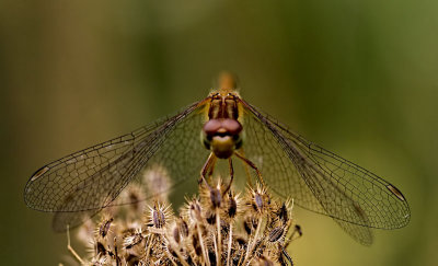 Dragonfly up close 