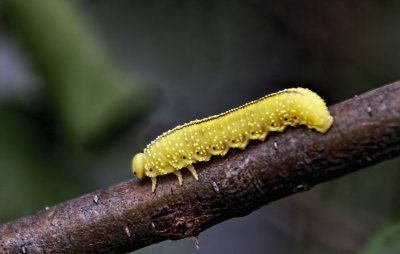 Elm Sawfly Larva 