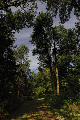 Path Through the Woods 