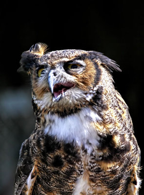Great Horned Owl Mountsberg 