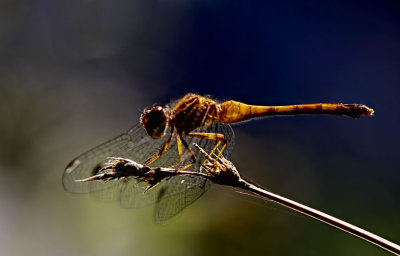 Balancing Dragon 