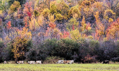 Cows in the Fall 