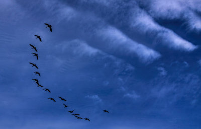 Geese and Cirrocumulus 