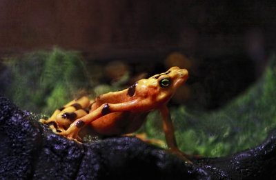 Poison Dart Frog 