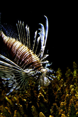 Lion Fish 