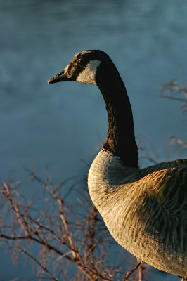 Goose at Dawn 