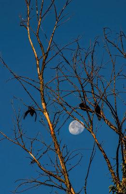 Crows and the Moon 