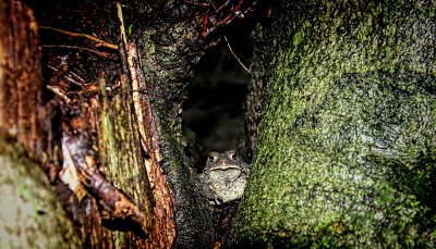 Toad in the Hole 