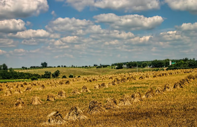 Stooks