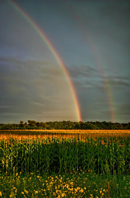 Rainbows Over the Corn 