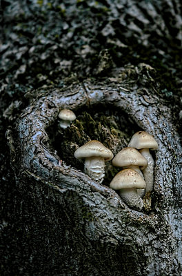 Mushrooms in a Hole