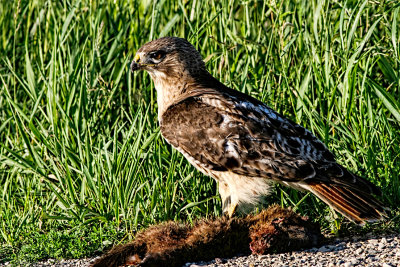 Hawk and Lunch 