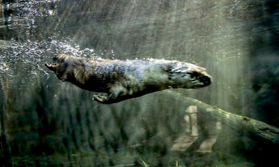 Otter Underwater 