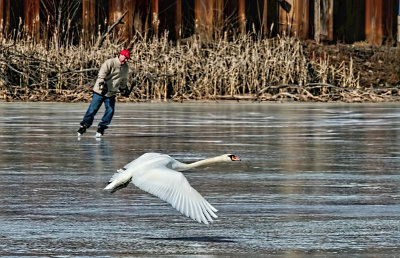 Swan and Skater 
