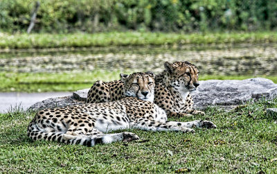 Chillin Cheetahs 