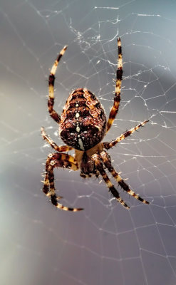 Araneus Diadematus 