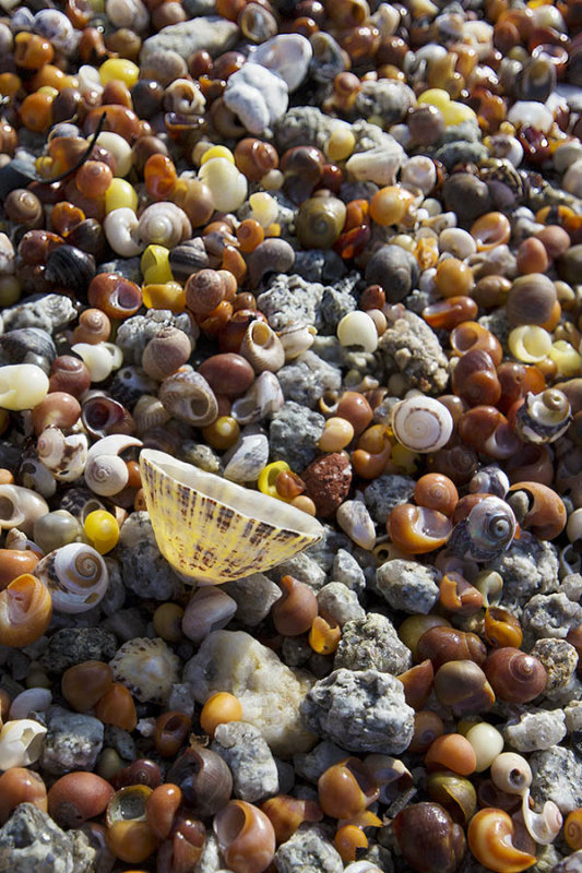 IMG_5903.jpg Shells on beach - Point Penmarch France -  A Santillo 2014