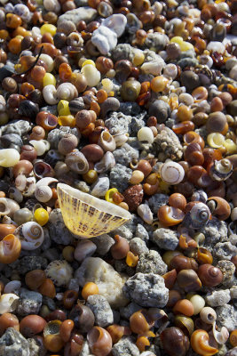 IMG_5903.jpg Shells on beach - Point Penmarc'h France - © A Santillo 2014