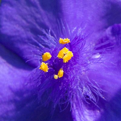 img_4511.jpg Tradescantia Spiderwort - Lanhydrock House -  A Santillo 2013
