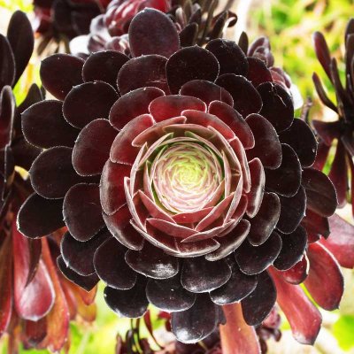 CRW_01658c.jpg Aeonium - Tresco Abbey Garden -  A. Santillo 2004