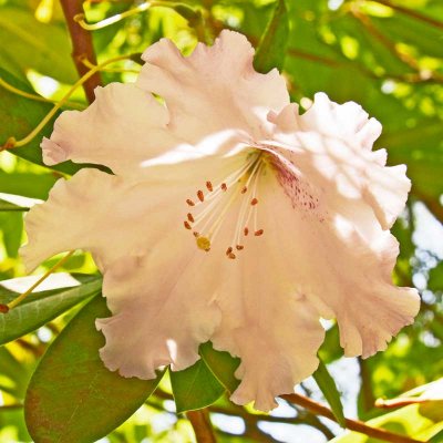 IMG_3913a.jpg Rhododendron - The Lost Gardens of Heligan -  A Santillo 2012