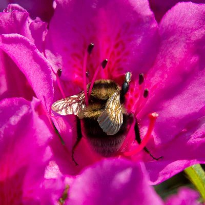 IMG_3920.jpg Bee on Rhododendron - The Lost Gardens of Heligan -  A Santillo 2012
