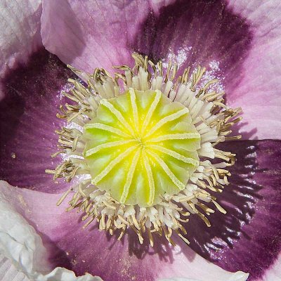 _MG_2292.jpg Purple Poppy - 'papaver' - Richmond Castle Yorkshire -  A Santillo 2008