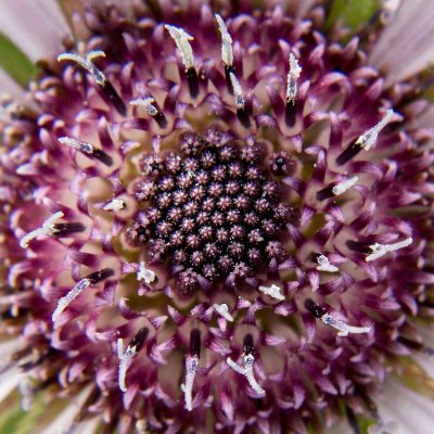 IMG_4886.jpg Berkheya Purpurea 'Zulu Warrior'  - Nyamans Haywards Heath Sussex -  A Santillo 2013