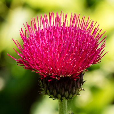 img_6650.jpg Unknown flower - The Lost Gardens of Heligan -  A Santillo 2015