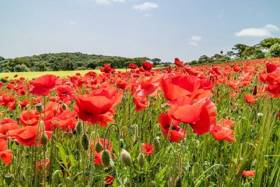 IMG_6672.jpg Field of Poppies 'papaver' - The Lost Gardens of Heligan -  A Santillo 2015