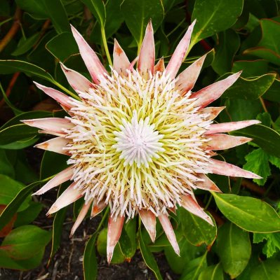 CRW_01619b.jpg King Protea (Protea cynaroides) Western Cape South Africa - Tresco Abbey Gardens -  A Santillo 2004