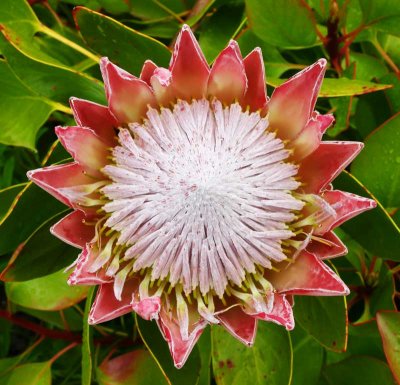 CRW_01621b.jpg King Protea (Protea cynaroides) Western Cape South Africa - Tresco Abbey Gardens  -  A Santillo 2004