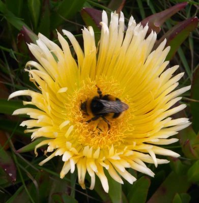 CRW_01780a.jpg Bee in flower nr the Woolpack battery in The Garrison -  A Santillo 2004