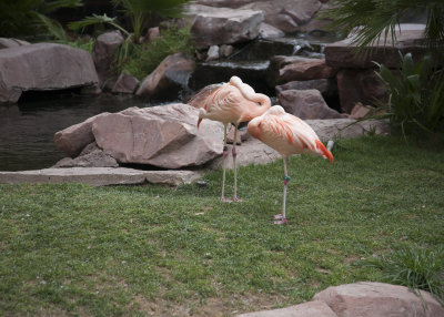 Flamingos at Flamingo Casino