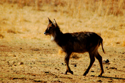 Rhino & Lion Park Small Images