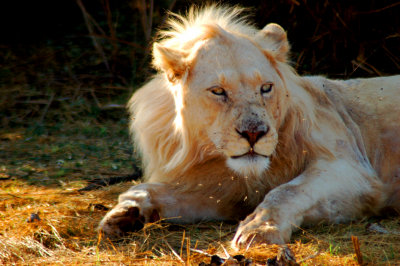 Rhino & Lion Park Small Images