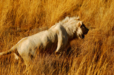 Rhino & Lion Park Small Images