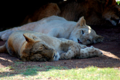 Rhino & Lion Park Small Images