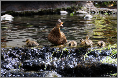 Ducky family