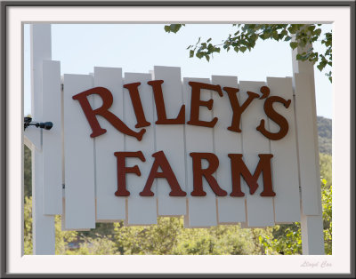 Riley's Farm Field Trip 2015