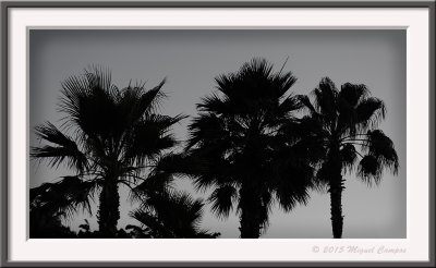 Palm Springs 2015