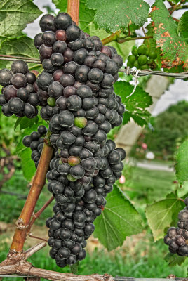 grapes for wine