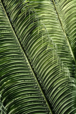 palmfronds