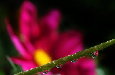 Raindrops