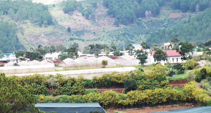 The city is awashed in wild yellow flowers when the rain season ends
