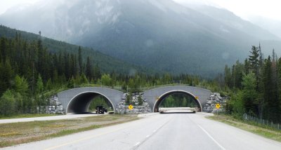 Crossing bridge for animals (to avoid road kill)
