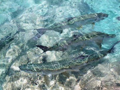 No snorkeling, diving or boating needed: see the big fish right from the shore