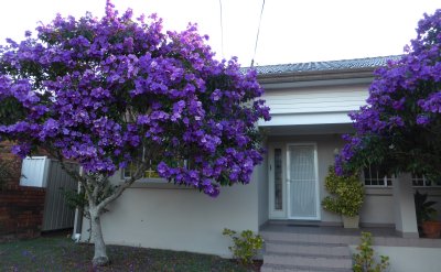 Tibouchina flowers